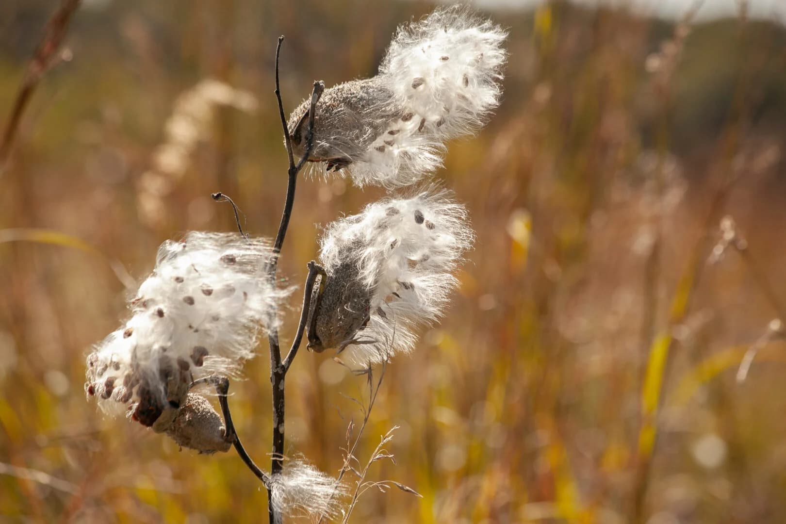 Native Seed Collecting