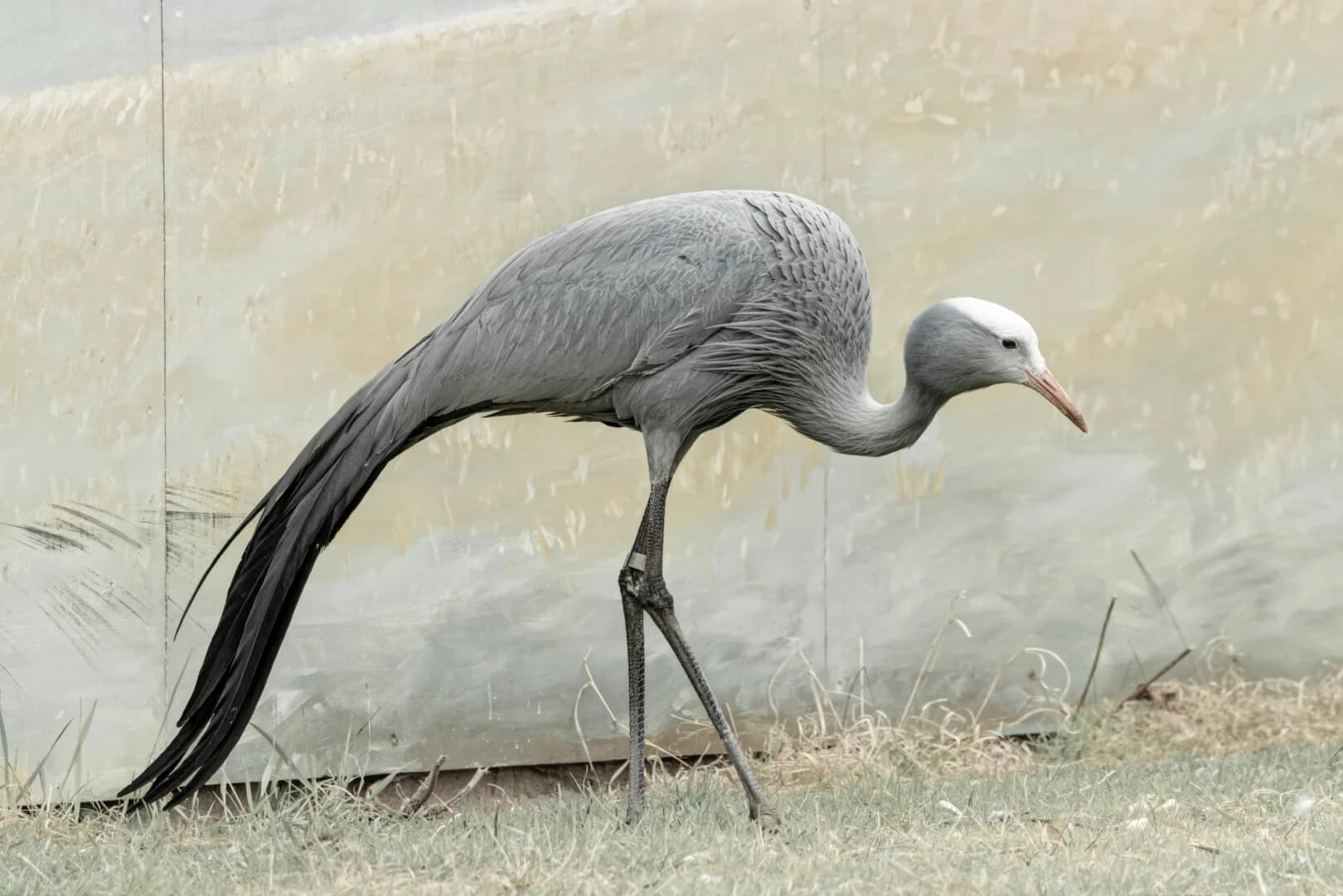 Primary image