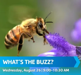 whats_the_buzz.png