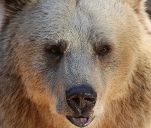 bear