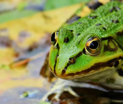 frog