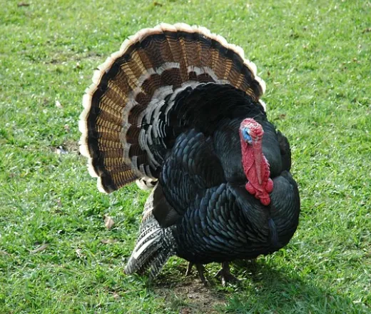turkey