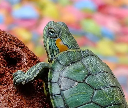 turtle