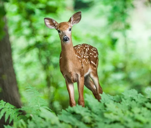 Deer